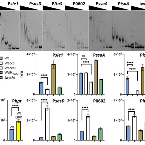 In Vitro And In Cellulo Confirmation Of WalR Regulation A Dose