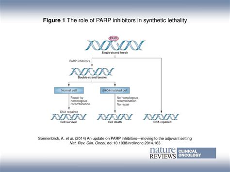 Ppt Figure The Role Of Parp Inhibitors In Synthetic Lethality