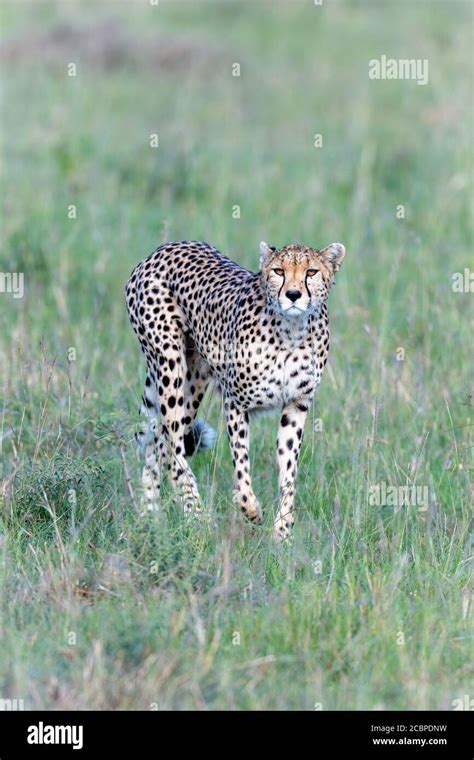 Africa habitat loss cheetah hi-res stock photography and images - Alamy