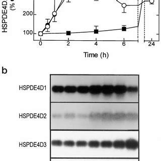 Effect Of 8 Br CAMP And Fenoterol On The Steady State Levels Of PDE3