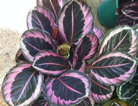 Calathea Red Mojo Is An Impressive Herbaceous Perennial Grown For Its