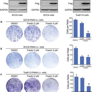 Fisetin Inhibits The Cell Cycle Of Pak Overexpressing Oscc Cells