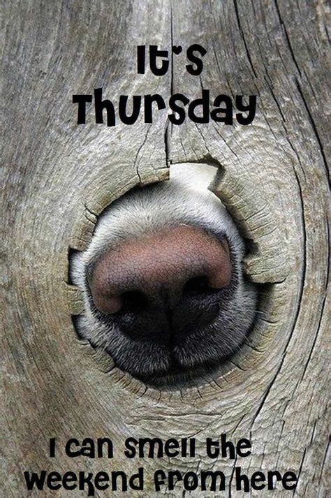 Thursday Memes In 2020 I Love Dogs Dogs Funny Animals