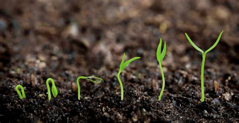 Plants growing from soil - Plant progress