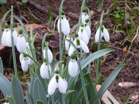 Wild and Wonderful: Signs of Spring ... Snowdrops in Suffolk