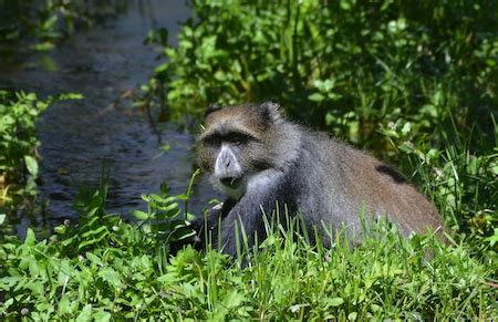 Wildlife of Kilimanjaro - Climb Mount Kilimanjaro