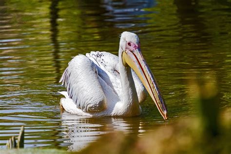 Burung Pelikan Satwa Foto Gratis Di Pixabay