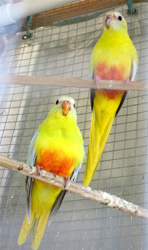 Happy Bird Place Finch And Grasskeet Blog Grasskeet Babies