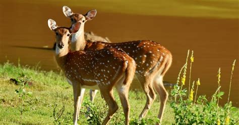 Safari Dans Le Parc National De Yala Au D Part De Mirissa Getyourguide