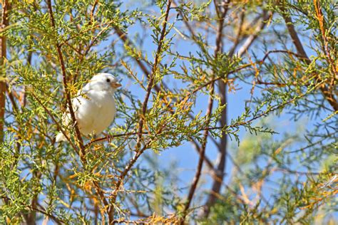 The Mystery Behind Leucistic Birds: A Rare Glimpse Into a Natural Anomaly