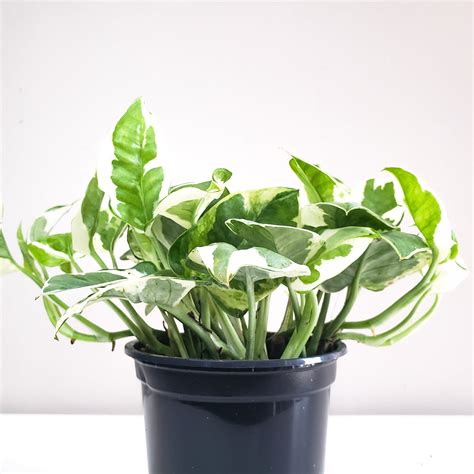 Epipremnum aureum - Pearls and Jade Pothos | ThePaintedLeaf | Reviews ...