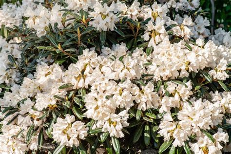 Arbusto Del Rododendro Abrumado Con Las Flores Blancas Foto De Archivo