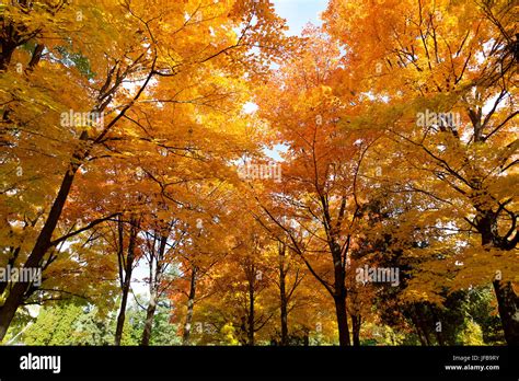 Canadian fall foliage Stock Photo - Alamy