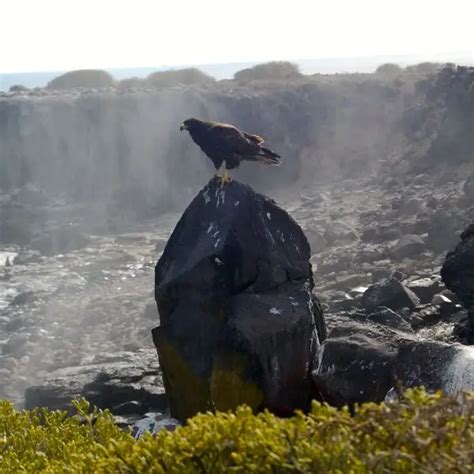 Galapagos Hawk - Facts, Diet, Habitat & Pictures on Animalia.bio