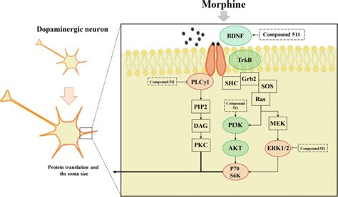 Chronic Morphine Decreased The Levels Of Brain Derived Neurotrophic