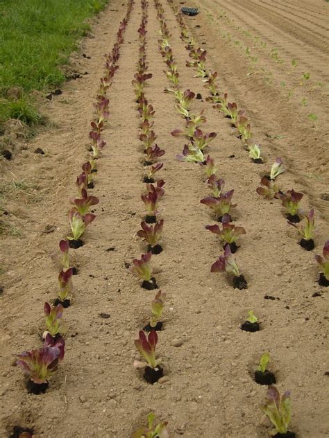 les jardins de priape en ce moment dans les jardins de priape