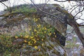 Wanderung Von Altenahr Zum Teufelsloch Im Ahrtal Ahrsteig