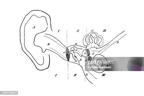 58 Eustachian Tube High Res Illustrations Getty Images