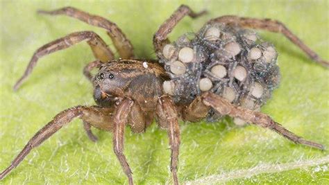 Blog - Are Wolf Spiders In Fort Worth Dangerous?