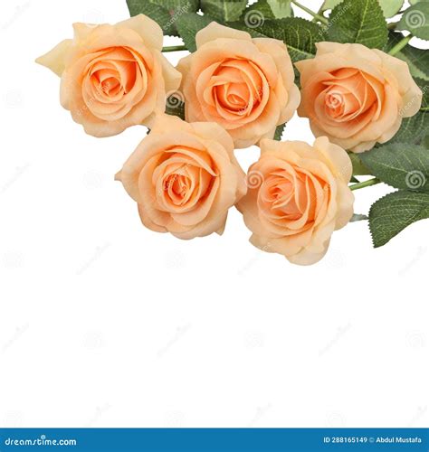 Rose Flower White Background Stock Image - Image of closeup, color ...