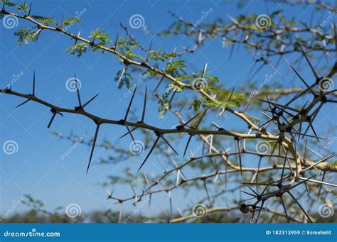 Sharp Long Thorns of Acacia Tree, Wattle Stock Image - Image of closeup ...