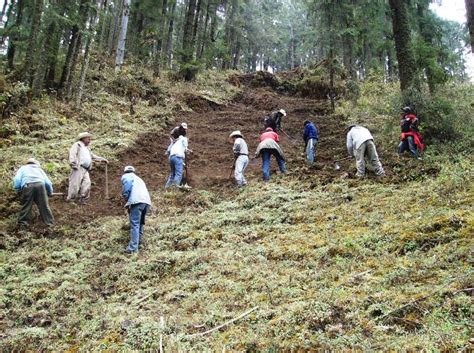 ¿por Qué Restaurar Un Bosque Implica Mucho Más Que Sembrar árboles Ccmss