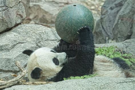 Panda Playing Ball Stock Photos - Free & Royalty-Free Stock Photos from ...