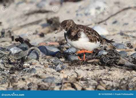 Ruddy Turnstone Arenaria Interpres Helgoland Germany Stock Image