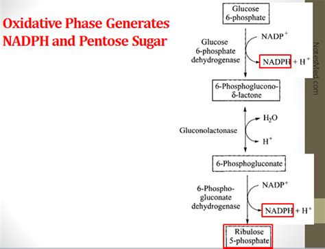 Hexose Monophosphate Shunt Pathway Overview NotesMed