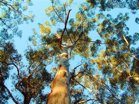 Eucalyptus Diversicolor Commonly Known As The Karri Is A Eucalypt