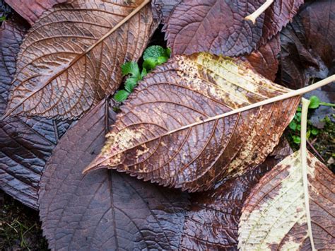 Why are Hydrangea Leaves Falling Off? - Plant Index