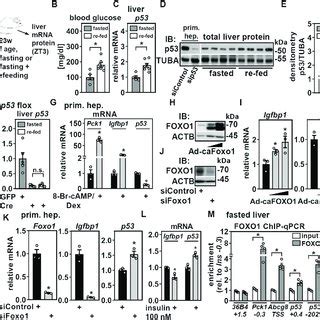 Summary Figure Liver P Acutely Regulates Hepatic Glycogen Synthesis