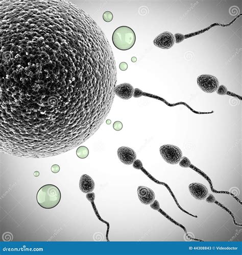 Sperm And Egg Cell Microscopic Stock Illustration Illustration Of