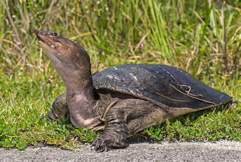 Softshell Turtle |Animal Kingdom