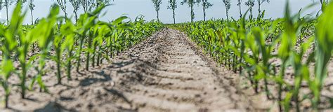 Na czym polega rolnictwo plantacyjne i jakie są jego cechy AGROAS