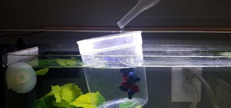 How To Acclimate Betta Fish Bettafish Org