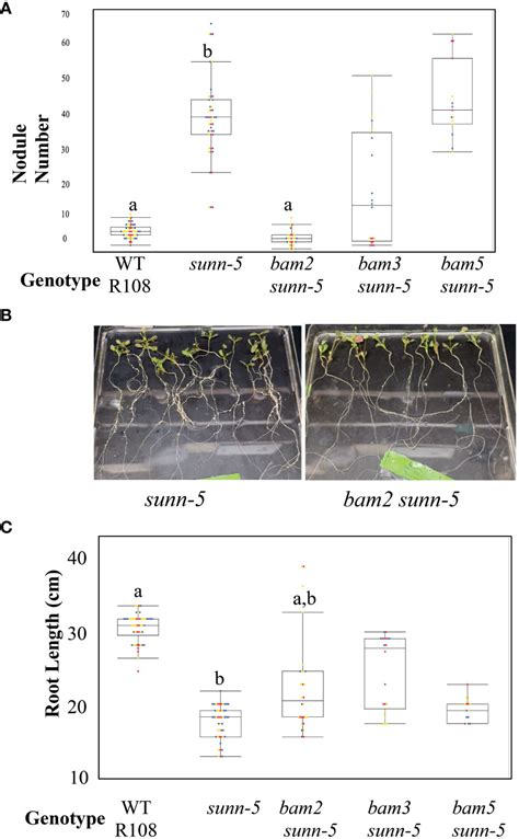 Frontiers Mutation Of Bam Rescues The Sunn Hypernodulation Phenotype