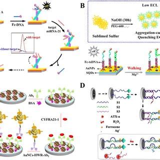 A Schematic Illustration Of An Ecl Biosensor Based On Dna Tetrahedral