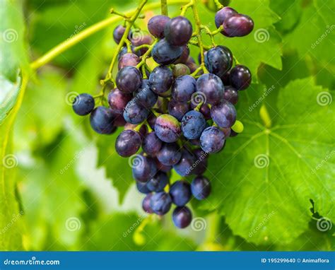 Uvas Que Pendem Do Mato No Outono Foto De Stock Imagem De Videiras