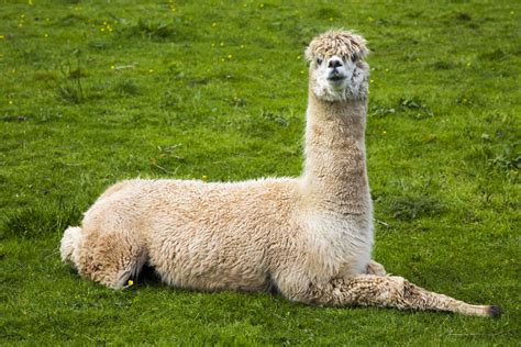 Llama Free Stock Photo Public Domain Pictures