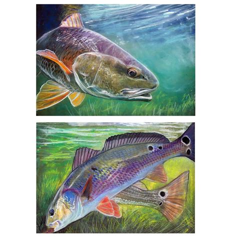 Jack Tarpon Fishing Art On Twitter Redfish Wall Art Prints Set Of