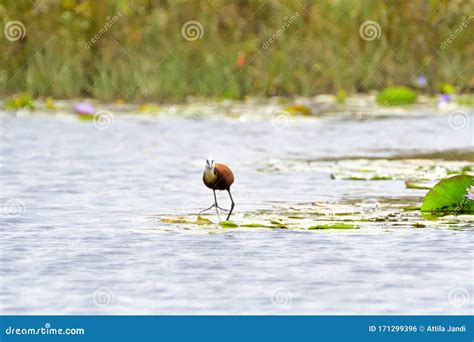 African Jacana Actophilornis Africanus Closeup Walking On Water Lily