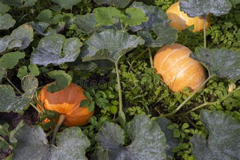 Pumpkin On Ground Stock Image Image Of Organic Healthy 124062027