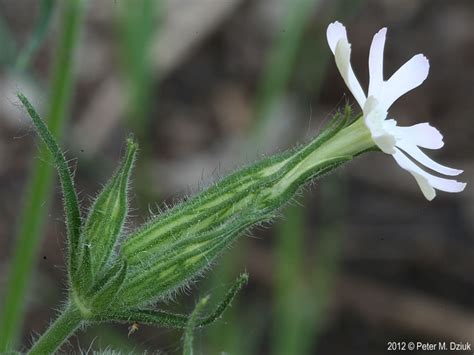 Silene Noctiflora Night Flowering Catchfly Minnesota Wildflowers