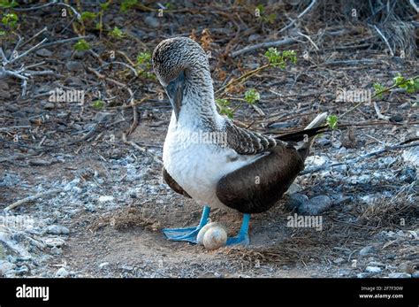 blue footed booby  eggs  res stock photography  images alamy