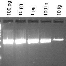 Mnv Detection By Rt Pcr In Tissue And Fecal Samples Collected At