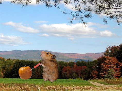 New Hampshire Wildlife At Its Best Rfunny