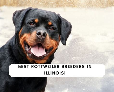 Best Rottweiler Breeders In Illinois