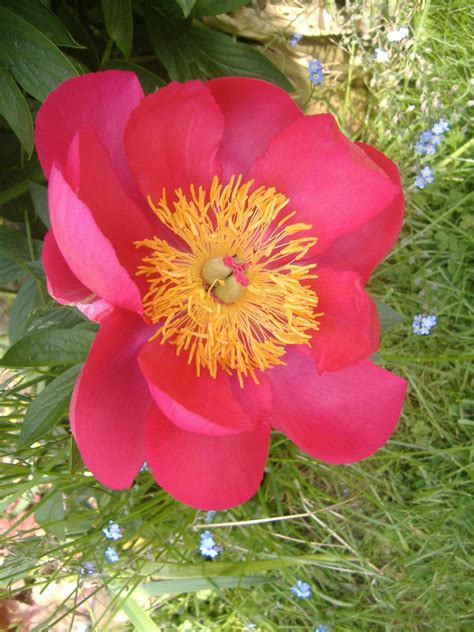 Solve Seasonal Spring Garden One Of The Large Blooms On My Peony