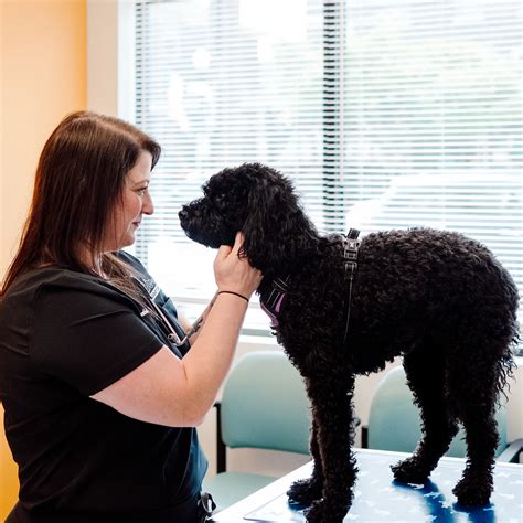 Solon Urgent Care Vet | AcutePet